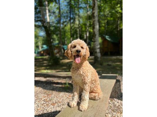 Labradoodle F1b